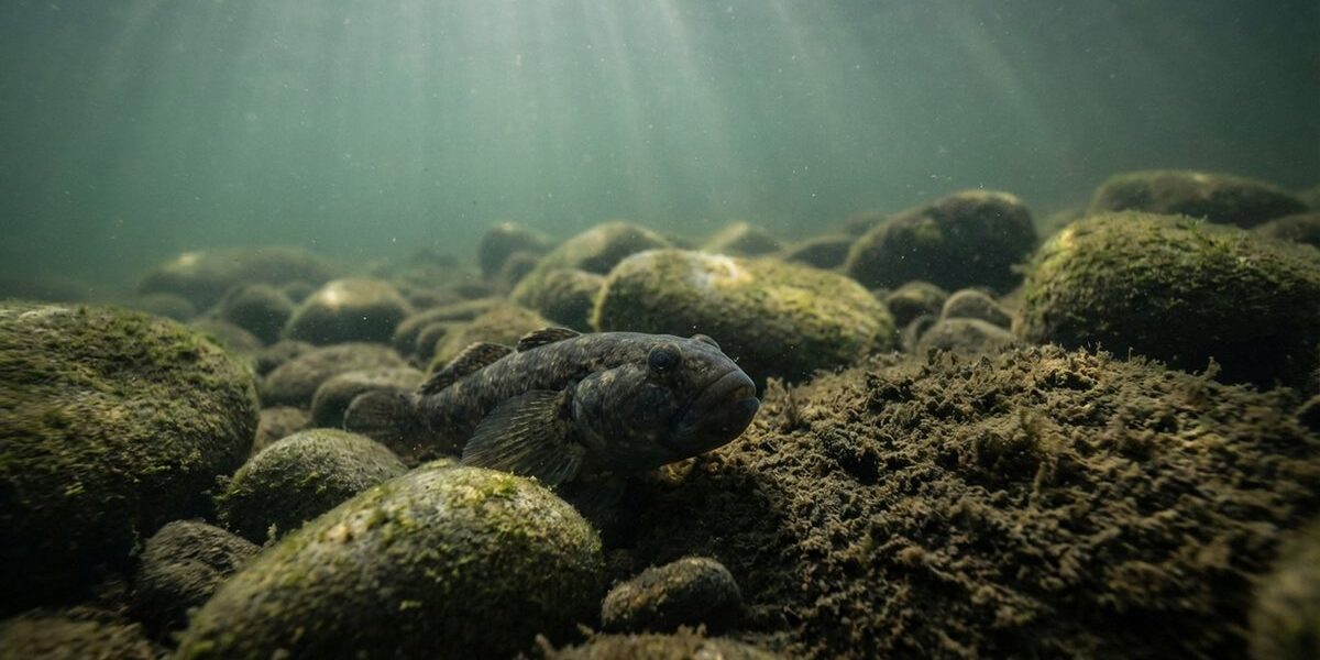 Nahaufnahme einer Schwarzmundgrundel auf Steinen des Rheinbetts