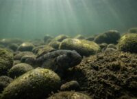 Nahaufnahme einer Schwarzmundgrundel auf Steinen des Rheinbetts