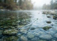 Kristallklares Rheinwasser fließt über abgerundete Kiesel mit Wasserpflanzen